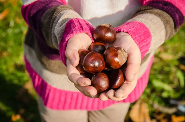 Kastanjeträd frukt i händer — Stockfoto