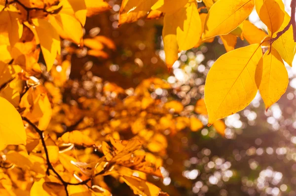 Helle Herbstblätter — Stockfoto