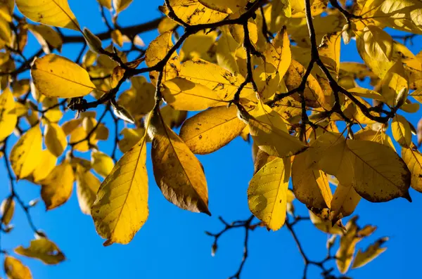 El otoño deja el concepto — Foto de Stock