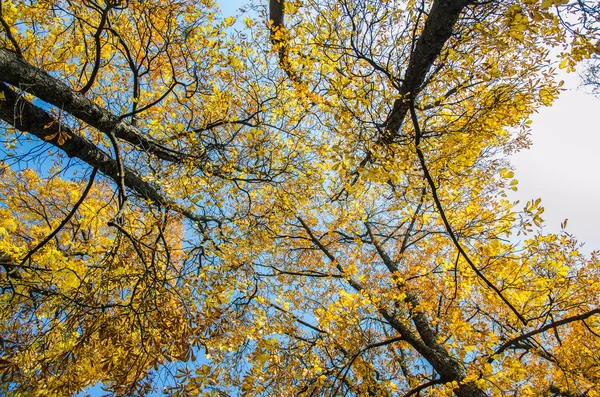 Φθινοπωρινά δέντρα με πολύχρωμα φύλλα — Φωτογραφία Αρχείου