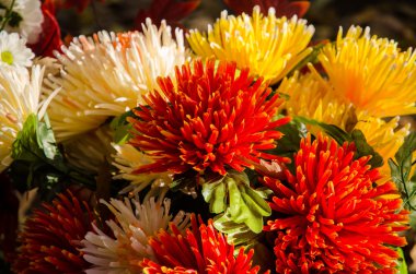 renkli Kasımpatı çiçeği