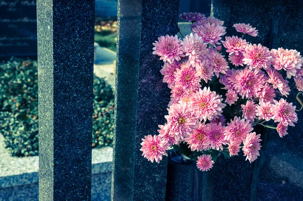 Pink chrysanthemum flower in the grave — Stock Photo, Image