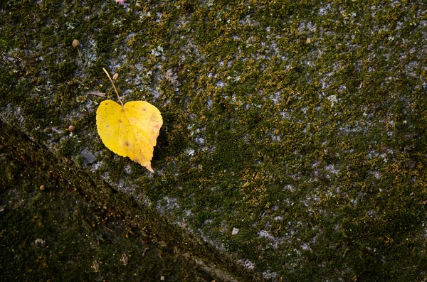 Feuille sur tombe — Photo