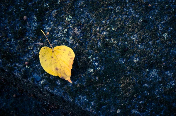 Gelbes Herbstblatt — Stockfoto