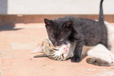 Ağzında fare olan vahşi kedi.