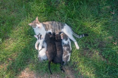 Kedi annesi yeşil çimenlerde uzanıyor, oynuyor ve yavru kedilerini besliyor.