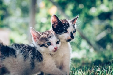 Güzel siyah beyaz yavru kedicikler güzel yaz güneşli bir günde bahçenin yeşil çimlerinde birlikte oynuyorlar.