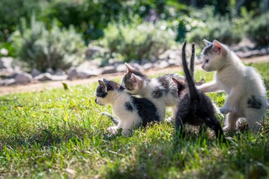 Bir grup siyah beyaz yavru kedi güzel yaz güneşli bir günde bahçenin yeşil çimlerinde oynuyorlar.
