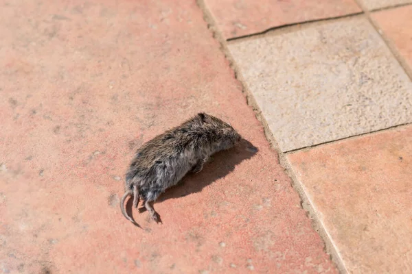 Mouse Rat Killed Cat Lying Dead — Stock Photo, Image