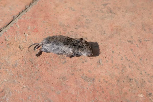 Mouse Rat Killed Cat Lying Dead — Stock Photo, Image