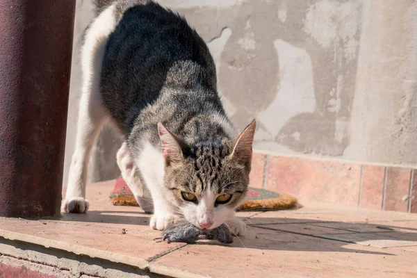 wild cat with mouse in mouth