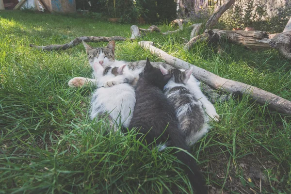 Katzenmutter Liegt Auf Grünem Gras Und Spielt Und Füttert Ihre — Stockfoto