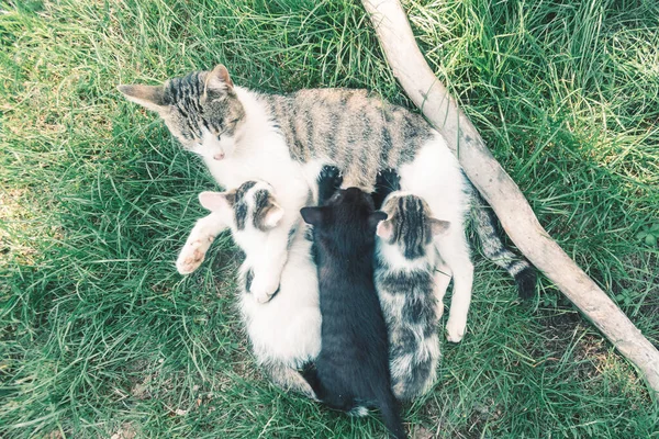 猫の母親は緑の草の上に寝そべってかわいい赤ちゃんの子猫を — ストック写真