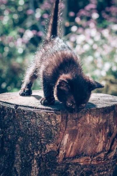 black cat, symbol of bad luck, scared how to go down from tree trunk
