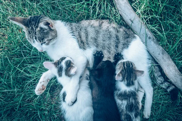 猫の母親は緑の草の上に寝そべってかわいい赤ちゃんの子猫を — ストック写真