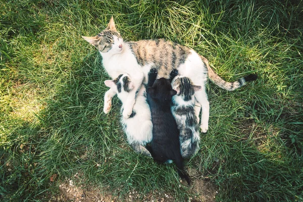 Mãe Gato Deitado Grama Verde Jogando Alimentando Seus Filhotes Bonitos — Fotografia de Stock