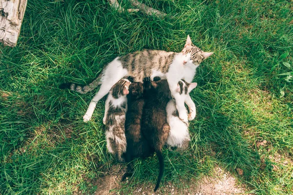 cat mother lying on green grass and playing and feeding her cute baby cats