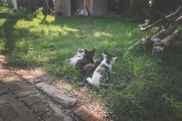 Katt Mor Liggande Grönt Gräs Och Leka Och Mata Hennes — Stockfoto