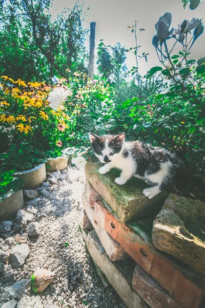 Entzückende Baby Kätzchen Schwarz Und Weiß Farbe Bunten Sommergarten — Stockfoto