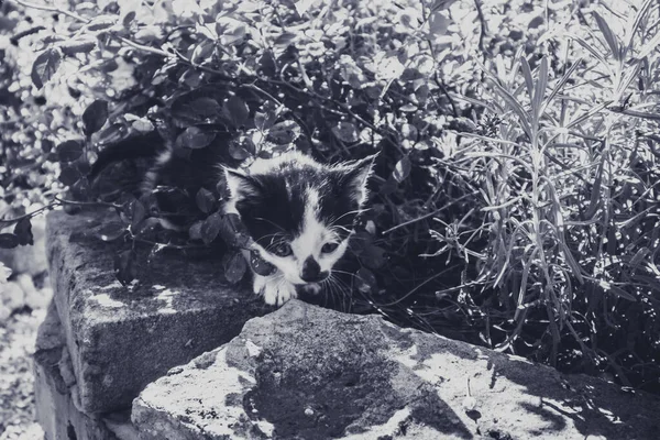 Entzückendes Baby Kätzchen Mit Schwarzer Und Weißer Farbe Auf Ziegelsteinen — Stockfoto