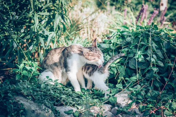 猫のお母さんと赤ちゃんが日当たりの良い日に緑の植物の間で抱き合って舐め合って — ストック写真