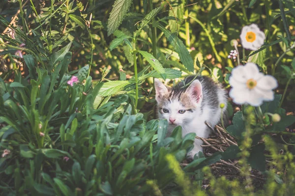 Adorable Bebé Gatito Con Blanco Negro Tiras Tener Bueno Tiempo —  Fotos de Stock