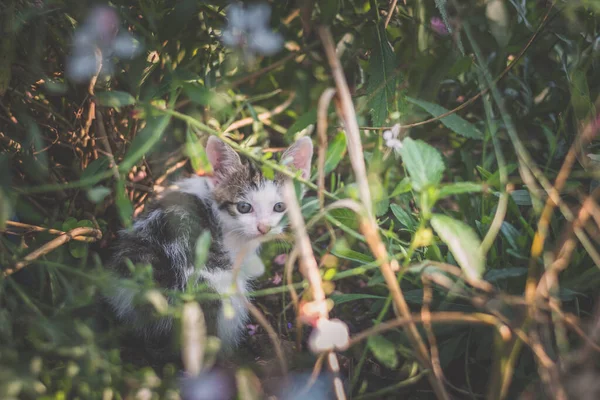 Entzückendes Baby Kätzchen Mit Schwarz Weißen Streifen Das Sich Garten — Stockfoto