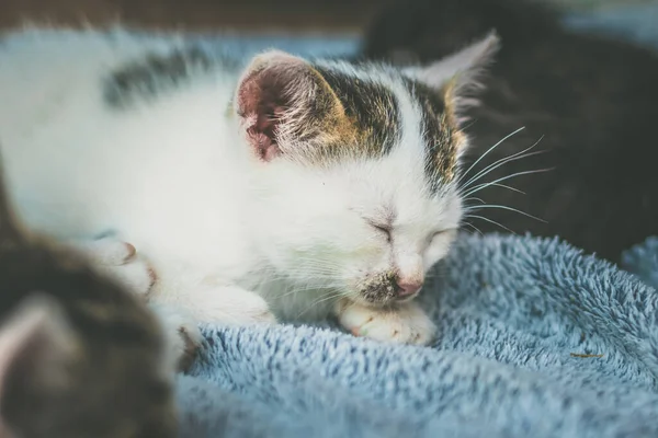Rozkošné Černobílé Kotě Odpočívající Modré Přikrývce — Stock fotografie