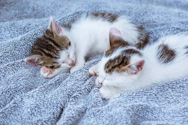 Adorabile Nero Bianco Fratelli Gattino Riposo Coperta Grigia — Foto Stock