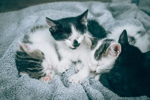 Rozkošné Černobílé Sourozence Koťátko Odpočívající Šedé Dece — Stock fotografie
