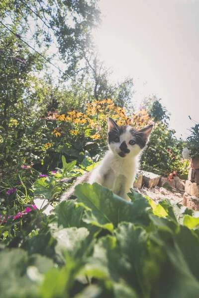 Adorable Bebé Gatito Con Blanco Negro Tiras Tener Bueno Tiempo —  Fotos de Stock