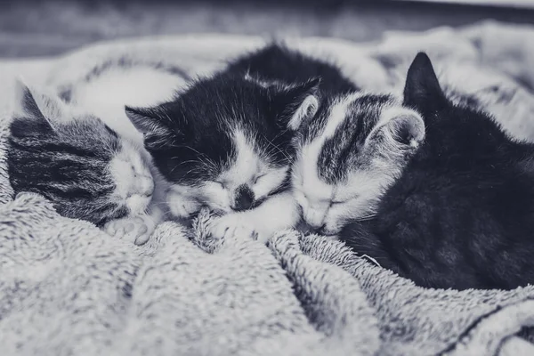 愛らしい黒と白の子猫の兄弟はグレーの毛布の上に休んで — ストック写真