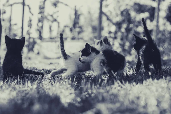 group of black and white baby kittens playing in the green grass of garden in beautiful summer sunny day