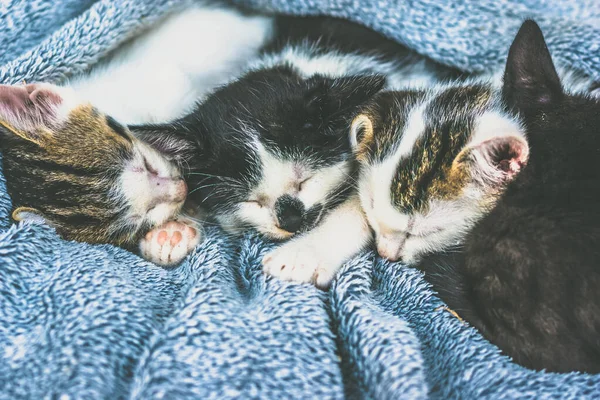 Adorable Negro Blanco Hermanos Gatito Descansando Gris Manta — Foto de Stock