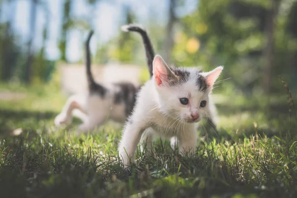 group of black and white baby kittens playing in the green grass of garden in beautiful summer sunny day