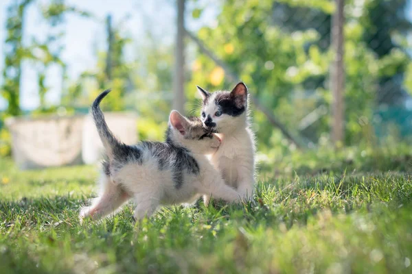 group of black and white baby kittens playing in the green grass of garden in beautiful summer sunny day