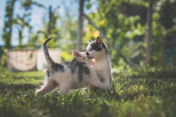 Groep Van Zwart Wit Baby Kittens Spelen Het Groene Gras — Stockfoto