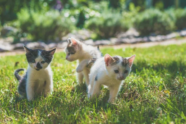 Група Чорно Білих Кошенят Які Грають Зеленій Траві Саду Красивий — стокове фото