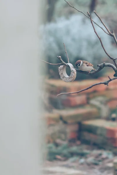 Kışın Yer Kuşu Kopyala — Stok fotoğraf