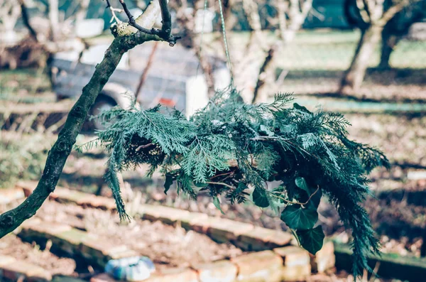Kozalaklı Bitkilerden Yosunlardan Kuş Yemlerinden Yapılmış Kuş Yemi — Stok fotoğraf