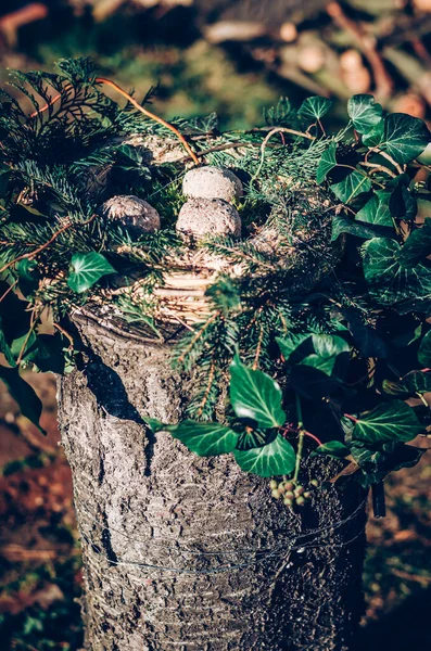 Alimentador Aves Hecho Plantas Ramitas Con Comida Aves Animales — Foto de Stock