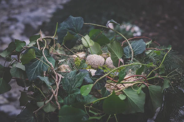 Alimentador Aves Hecho Plantas Ramitas Con Comida Aves Animales — Foto de Stock