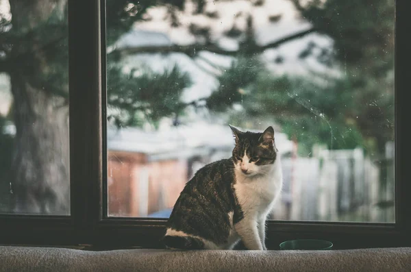 Hygge Atmosféra Kočkou Mají Dobrý Čas Okna — Stock fotografie