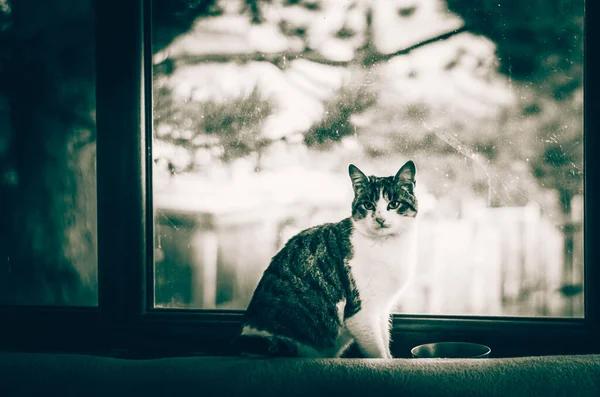 Atmosfera Hygge Com Gato Tendo Bom Tempo Pela Janela — Fotografia de Stock