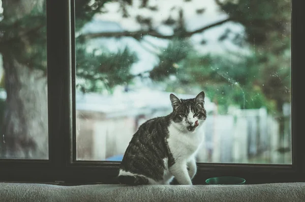 Atmosfera Mágica Com Gato Tendo Bom Tempo Pela Janela — Fotografia de Stock