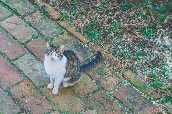 Adorável Doméstico Gato Animal Estimação Olhando Para Você — Fotografia de Stock