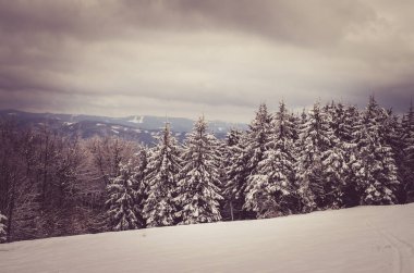 Kışın karla kaplı ağaçlar büyülü bir atmosfer