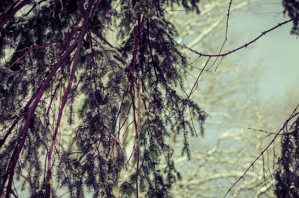 Árvores Floresta Cobertas Neve — Fotografia de Stock