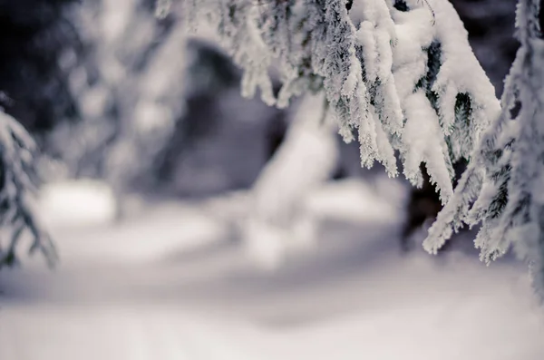 Vintertid Full Vintersport Och Adrenalin — Stockfoto