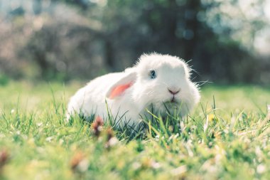 Bahçedeki yeşil çimlerde tatlı küçük beyaz tavşan